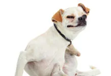 Apoquel and cytopoint are two new medications for dog allergies.