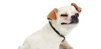 Apoquel and cytopoint are two new medications for dog allergies.