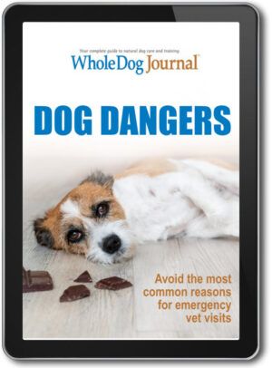 Dog Dangers