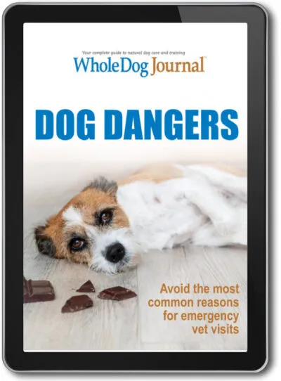 Dog Dangers