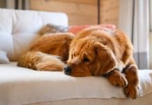 The first thing to do when your dog has a seizure is to ensure that both of you are safe.