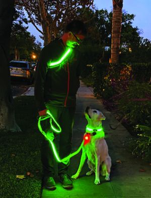 high visibility clothing and dog walking gear