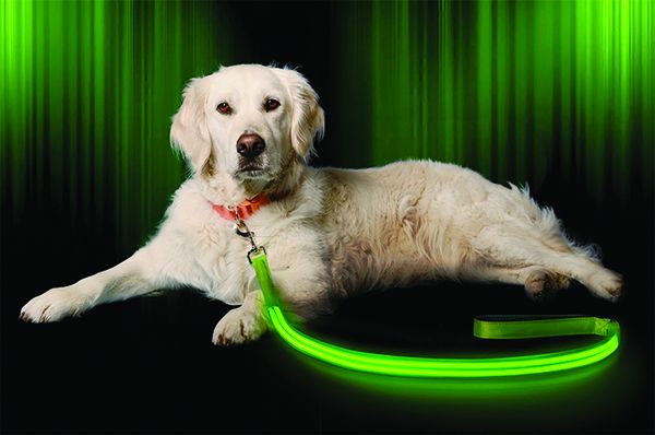 light up dog leash