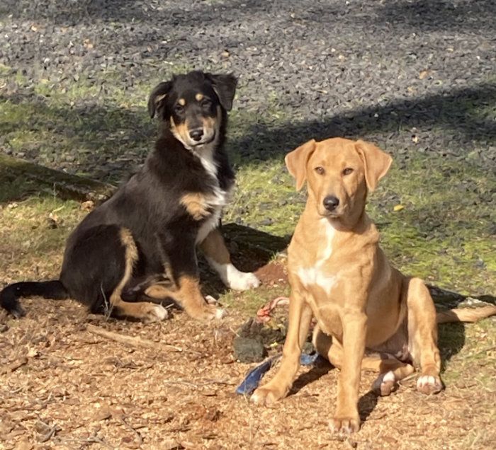 Adopting Sibling Puppies Whole Dog Journal