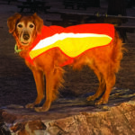 dog reflective vest