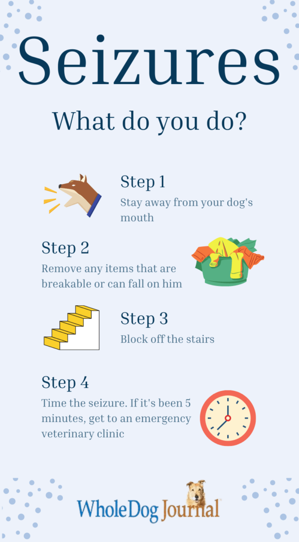 What To Do When Your Dog Has a Seizure Dog Seizure Protocol