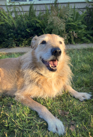 happy dog responding to hand signal