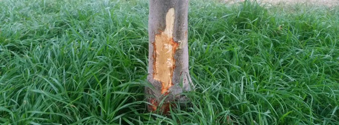 tree chewed by dog