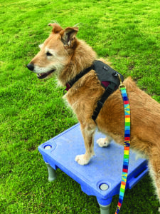 in line dog harness