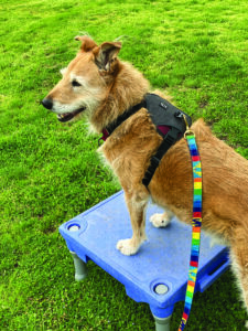 Whole dog journal best harness hotsell
