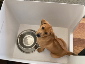 waterproof indoor dog bathroom