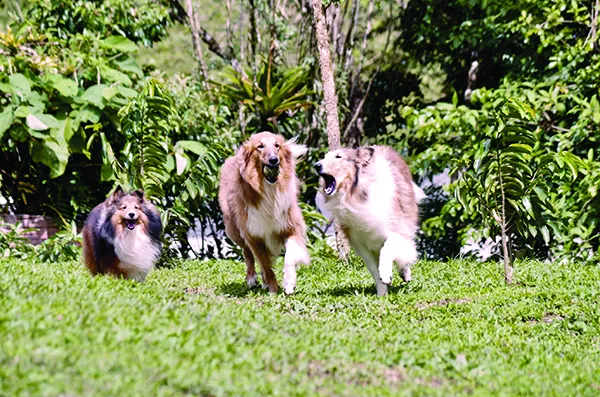 dog barking