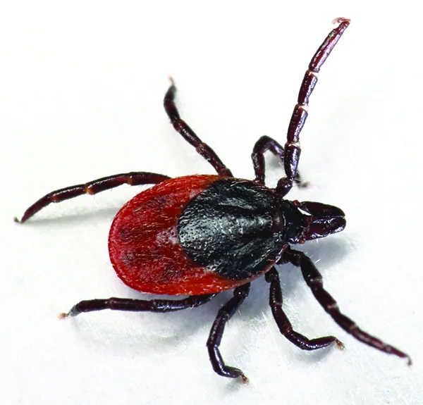 close up of tick tick-borne diseases in dogs