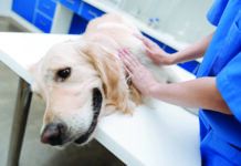 lymphatic massage for dogs