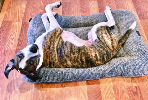hey day dog bed
