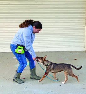 training dog to come with treats