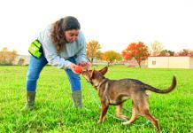 dog recall training