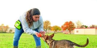 dog recall training