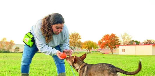 dog recall training