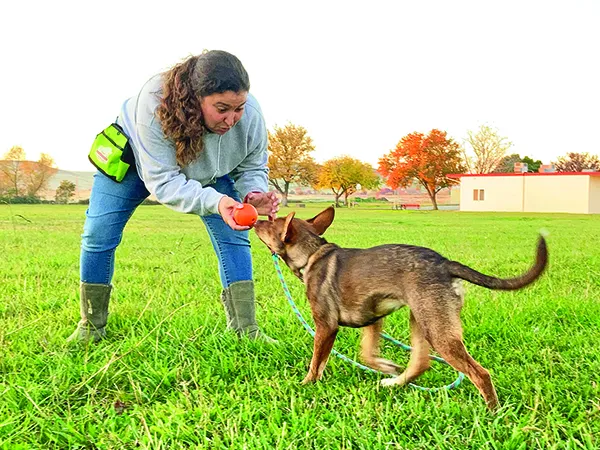 dog recall training