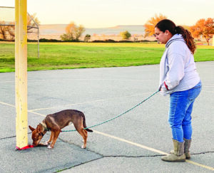 low level distraction when teaching a dog recall