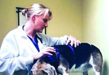 Hind-Leg Weakness in Dogs