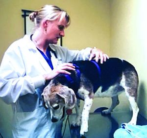 Hind-Leg Weakness in Dogs