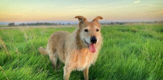 healthy dog with great vet team