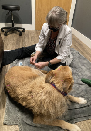 dog accupuncture