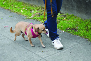 walking an anxious dog