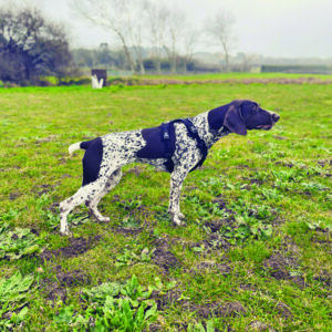 gun dog training