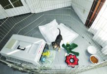 exercise pen for dogs