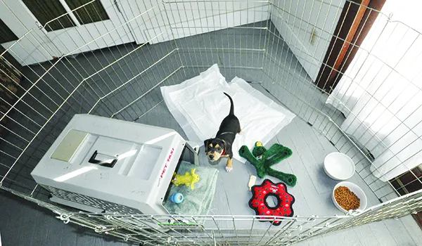 DSC_0011 exercise pen for dogs