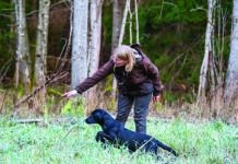 force free gundog training