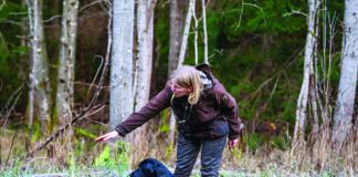 force free gundog training