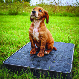 training dog on place board