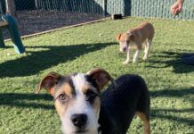 cute scruffy dog up for adoption