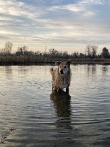 otto, dog swimming in pond