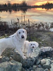 pyrenees and malti-poo