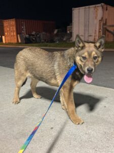 found cattle dog