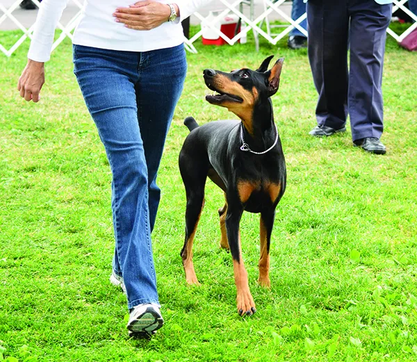 dobermanDSC_0475 doberman Copper-Associated Hepatopathy