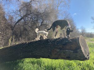 dogs hiking outside