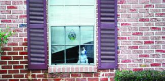 separation anxiety in dogs - dog in window