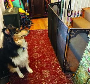 fireplace screen as dog barrier