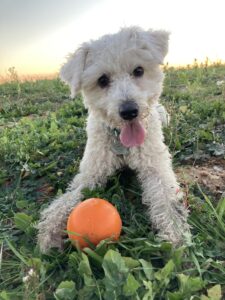 maltese puppy playing catch
