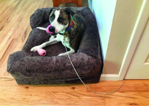 dog tethered indoors