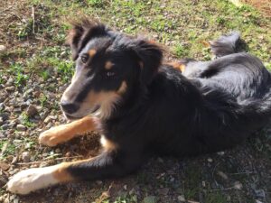 gabby mixed breed collie