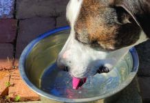 excessive thirst in dogs
