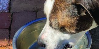 excessive thirst in dogs