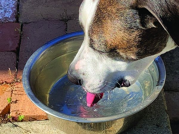 Excessive Thirst and Urination in Dogs PU PD in Dogs